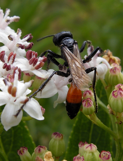 Ammophila? No. Probabile Podalonia sp.